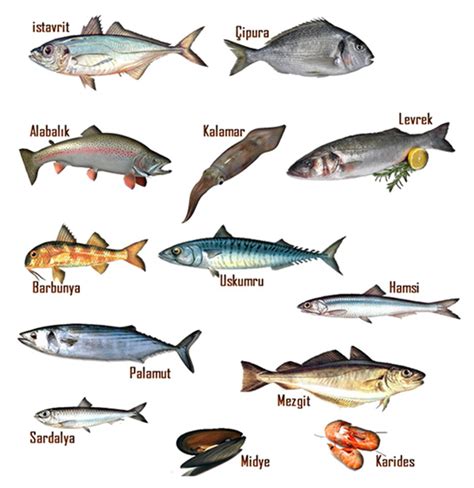 beslenebilir balık türleri